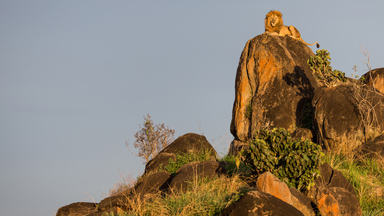Ruler of Pride Rock! Real-Life Lion King Recreates Famous Disney Scene