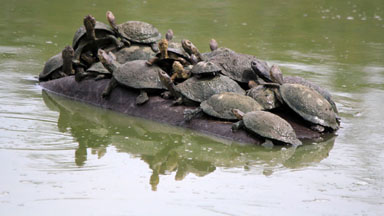 Hitching A Ride: Crafty Terrapins Relax On A Hippo