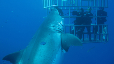 Diver Films What Experts Believe To Be Largest Great White Shark Ever Caught On Camera