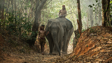 Inside Thailand's elephant village where locals tamed wild elephants