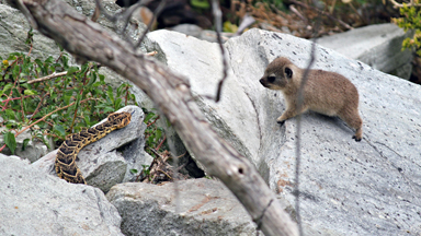 Hide And Peek: Cute Hyraxes Spy On A Snake