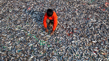 Life Inside Bangladesh's Biggest Dried Fish Yard