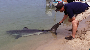 Beachgoers Rescue Great White Shark