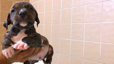 Doggy Paddle: Adorable Pit Bull Puppies Learn To Swim