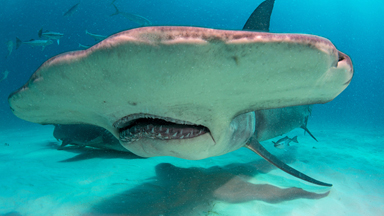 Photographers Fulfil Life-Long Dream To Dive With Hammerhead Sharks