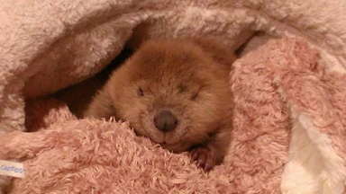 Frankly I don't give a DAM: Rescued Baby Beaver Takes A Swim