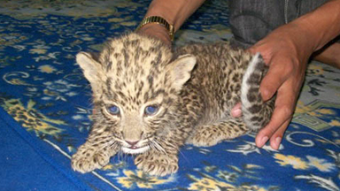Cosy Cat: Man Raises Rescued Leopard Cub from his Living Room