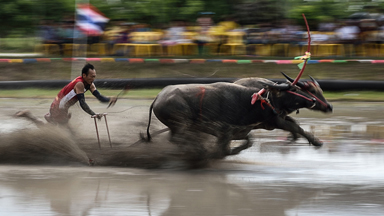 Buffalo Racing: Fearless Farmers Race Their Animals In Annual Festival