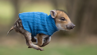 A-BOAR-able: Orphaned Wild Boar Piglets Make Animal Friends