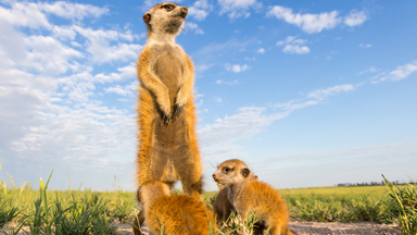 Picture Perfect: Photographer’s Journey From Serengeti to Madagascar