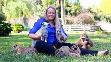 Baby Animal BFFs: Adorable Tiger, Kangaroo And Gibbon Raised Together In Florida Zoo