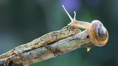 Opposites Attract: Snail Plants A Kiss On An Earless Lizard