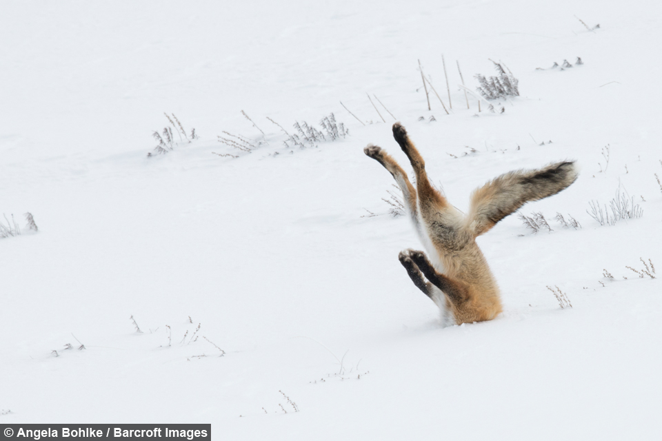 Angela Bohlke. Overall Winner of 2016 Comedy Wildlife Photography Awards. SOURCE: Barcroft TV