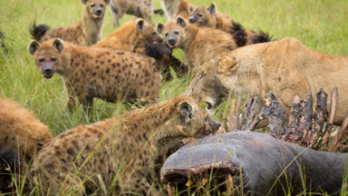 Making A Meal Of It: Lions and Hyenas Feast On Dead Hippo
