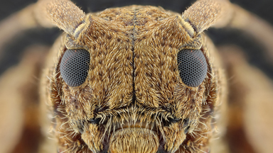 What bug eyes you have: Photographer uses extreme close-ups to capture the astonishing details on small creatures’ faces
