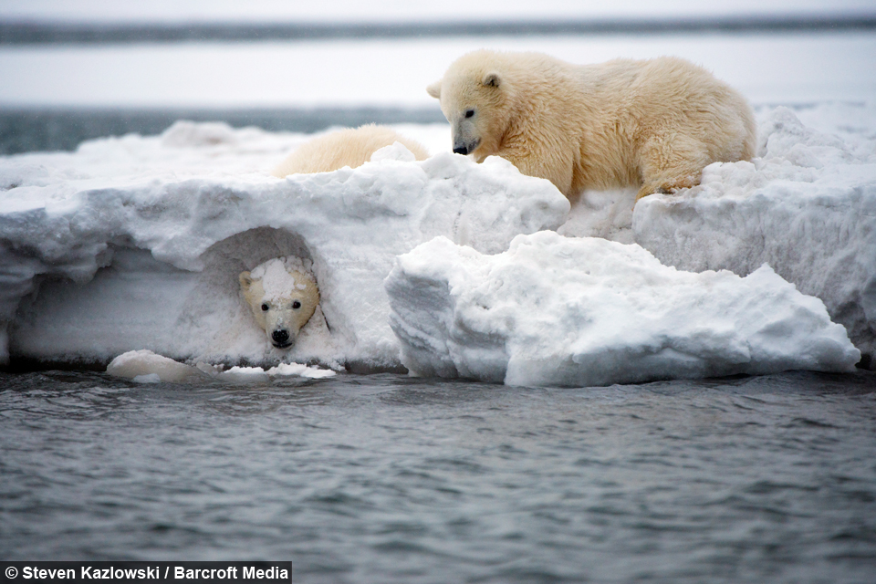 polar bear peek a boo grolar bear size