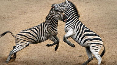 Earning Their Stripes: Male Zebras Fight For Dominance