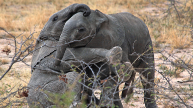 Let's Get Ready To Rumble: Cute Baby Elephants Play-Fight In Tanzania