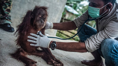 Destroying The World's Lungs: Devastating Effect of Palm Oil On Indonesian Rainforest