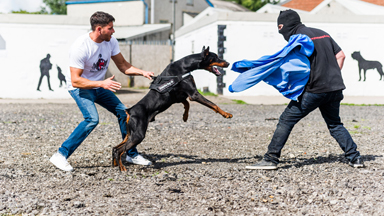Toughest Dogs? $40,000 Protection Canines