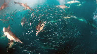 The Buffet Is Open! Eight hundred Dolphins Feast On Fish