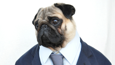 Pug life: Insta-Famous Dog Nutello Thrills Fans With Outfits