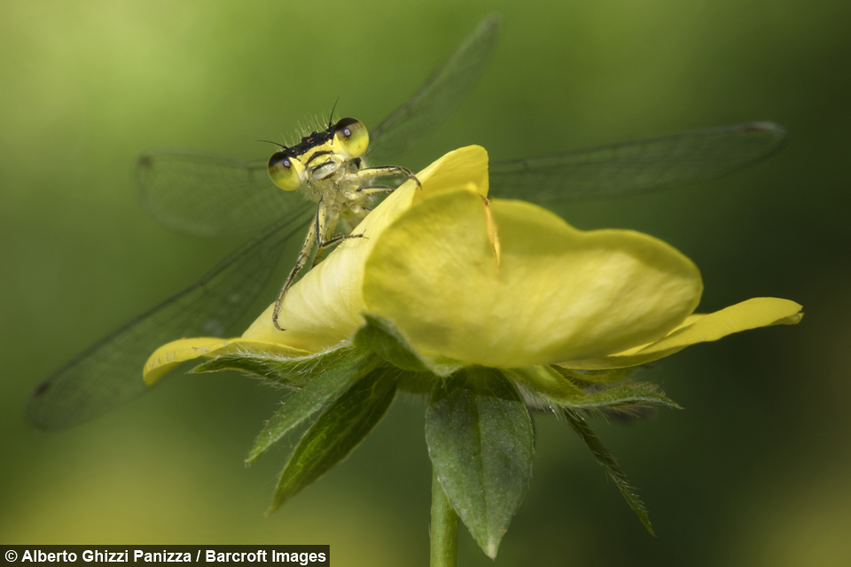 dewy eyed damselflies