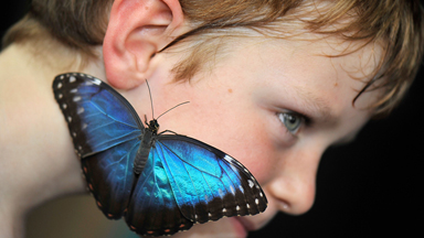 Spreading Their Wings: Butterfly Exhibit Opens