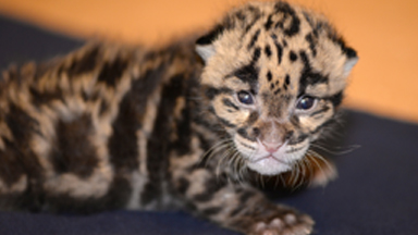 Roar of approval: Leopard Kitten Loves Feeding Time