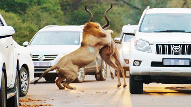 Road Kill: Lions Take Down Prey In Front Of Awestruck Motorists