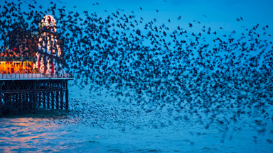Startling Starlings: Thousands of Birds Fill The Sky In Stunning Formations