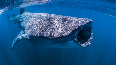 Big Mouth! Swimming With Whale Sharks