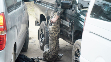 Caught On Camera: Leopard Attacks Safari Guide
