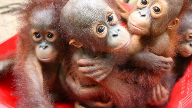 Orphaned baby orangutan finds new home at pre-school rescue centre