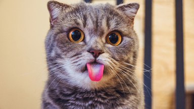Meet Melissa the 'Einstein' cat with thousands of followers on Instagram