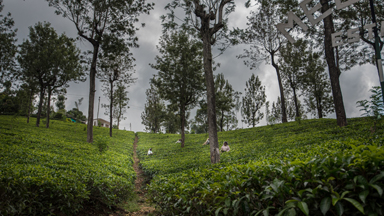 The Growing Tea Industry of Sri Lanka