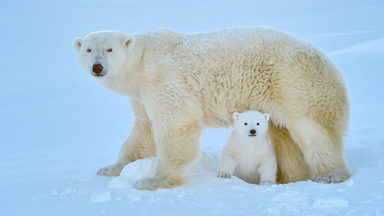 Polar Bear Cub Plays In The Snow For The First Time