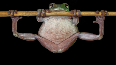 Bodybuilding Frog: Athletic Amphibian Attempts A Pull-up