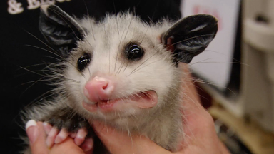 Survivors | Animal Cops Houston