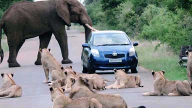 Zebra Crossing? Motorists Stuck In Traffic Between Lions And Elephant