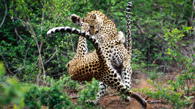 Mum's The Word: Annoying Leopard Cub Pushes Its Luck