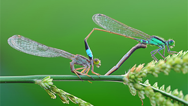 Frisky Flies: Indonesian Dragonflies Mate