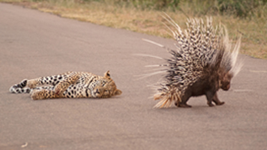 Feeling Prickly! Leopard Loses Battle With Persistent Porcupine