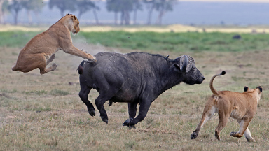 Bucking Buffalo Sends Lioness Soaring During Attack