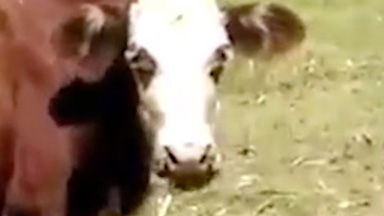 Udderly Disgusting: Hungry Cow Eats Snake