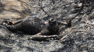 Family of orangutans killed in a land fire near protected forest in Bontang City