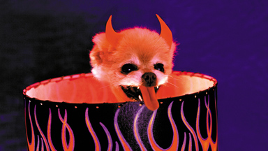 Calendar Dog Mr Winkle Models Halloween Outfits