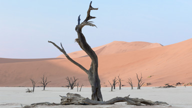 Surreal Landscapes of 900-year-old trees look like another planet
