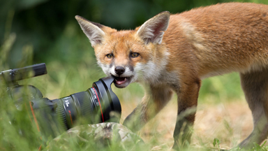 Out Foxed! Curious Cub Picks a Fight with Camera