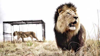 Africa's Lions And Their Future